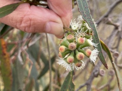 Eucalyptus nitida