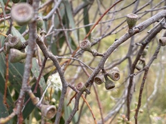 Eucalyptus nitida