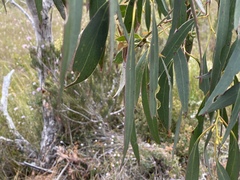 Eucalyptus nitida