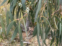 Eucalyptus nitida