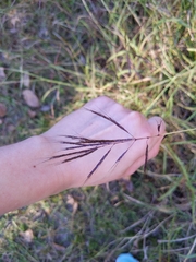 Bothriochloa bladhii