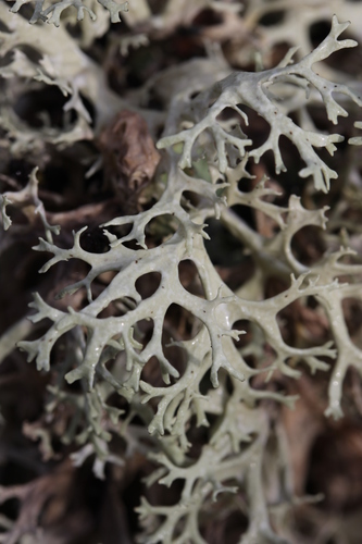 Sodinė briedragė nuotrauka