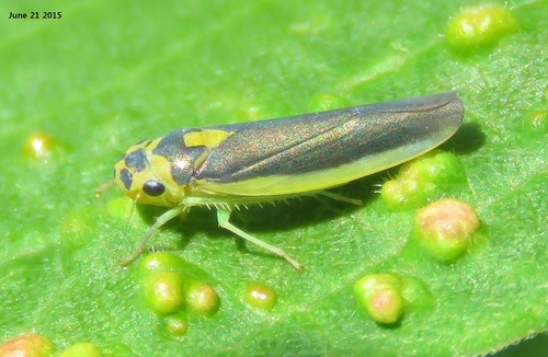 Kolla atramentaria · iNaturalist