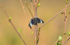 Lyropteryx terpsichore