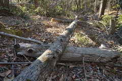 Phytophthora ramorum