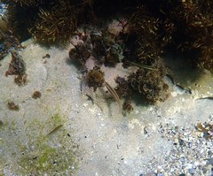 Stethojulis interrupta