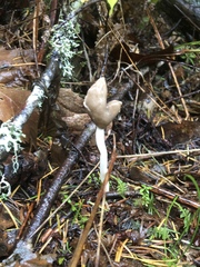 Helvella compressa