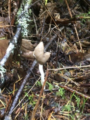 Helvella compressa