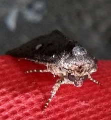 Condica selenosa
