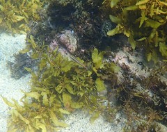 Stethojulis interrupta