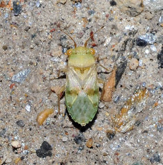 Engistus exsanguis