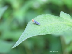 Kosalya flavostrigata