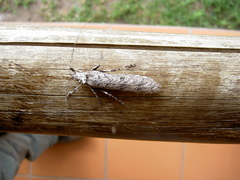 Cymatomera denticollis