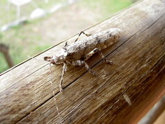 Cymatomera denticollis