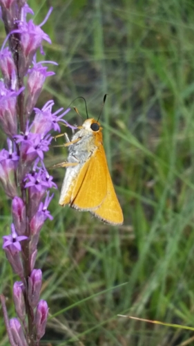 Palmetto Skipper photo 5