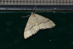Scopula lydia