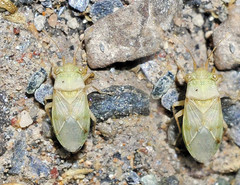 Engistus exsanguis