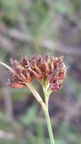 Image of Rhynchospora baldwinii by (c) Jay Horn, some rights reserved (CC BY)
