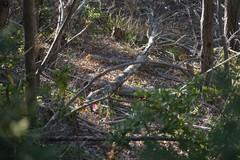 Phytophthora ramorum