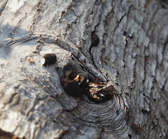 Phytophthora ramorum