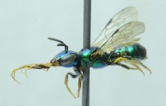 Calloceratina