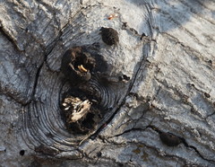 Phytophthora ramorum