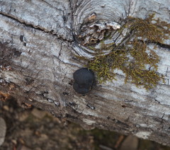 Phytophthora ramorum