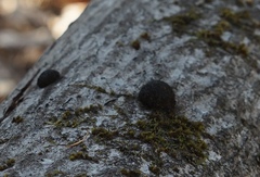 Phytophthora ramorum