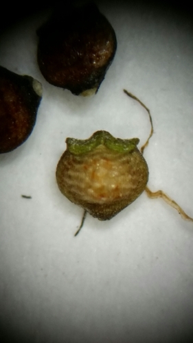 Image of Rhynchospora eximia by (c) Jay Horn, some rights reserved (CC BY)