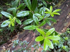 Acradenia frankliniae