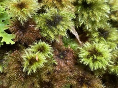Mniodendron comosum