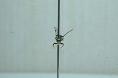 Calloceratina