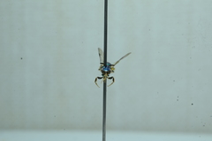 Calloceratina