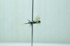 Calloceratina