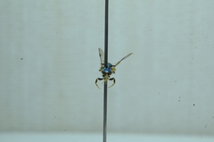 Calloceratina