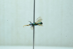 Calloceratina