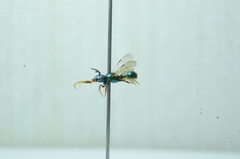 Calloceratina