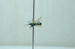 Calloceratina