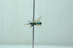 Calloceratina