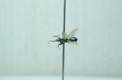 Calloceratina