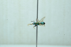 Calloceratina