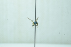 Calloceratina