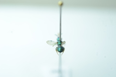 Calloceratina