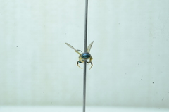 Calloceratina