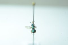 Calloceratina