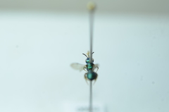 Calloceratina