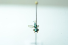 Calloceratina