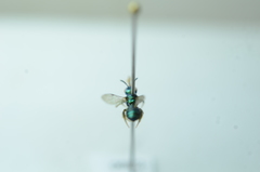 Calloceratina