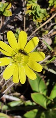 Ranunculus verticillatus