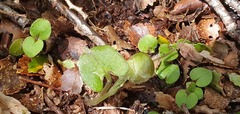 Corybas hypogaeus